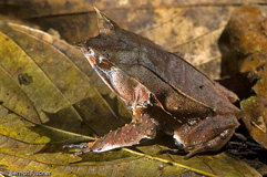 Zipfelfrosch  - Zum Vergroessern klicken!